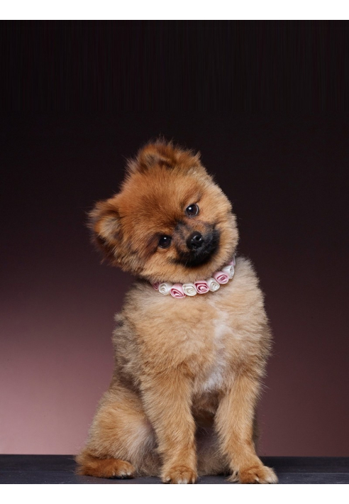 Poirier SAM-03 Accesorio para el Perro ()